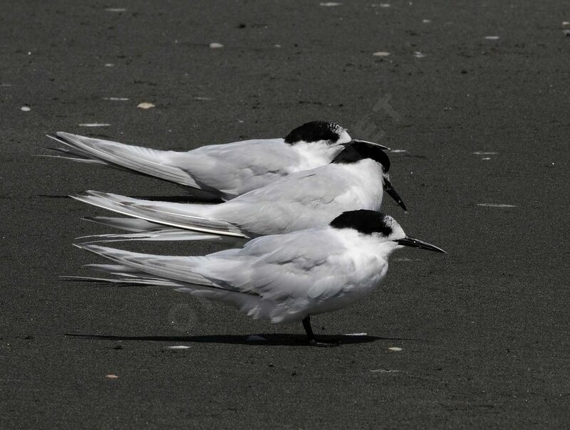 White-fronted Tern