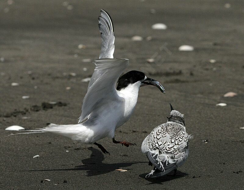 White-fronted Tern