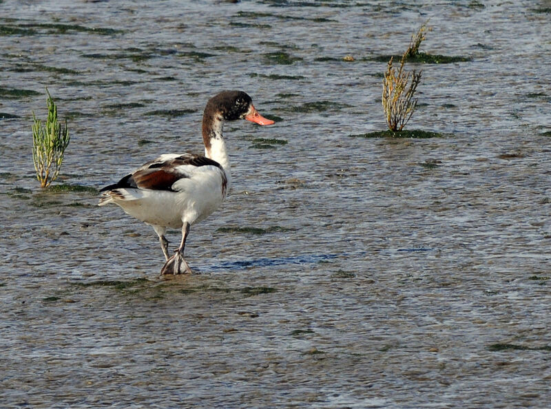 Common Shelduckimmature