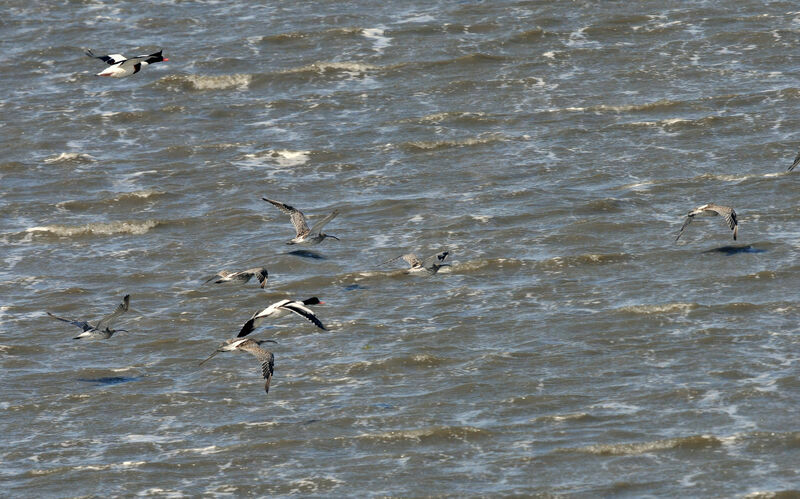 Common Shelduck