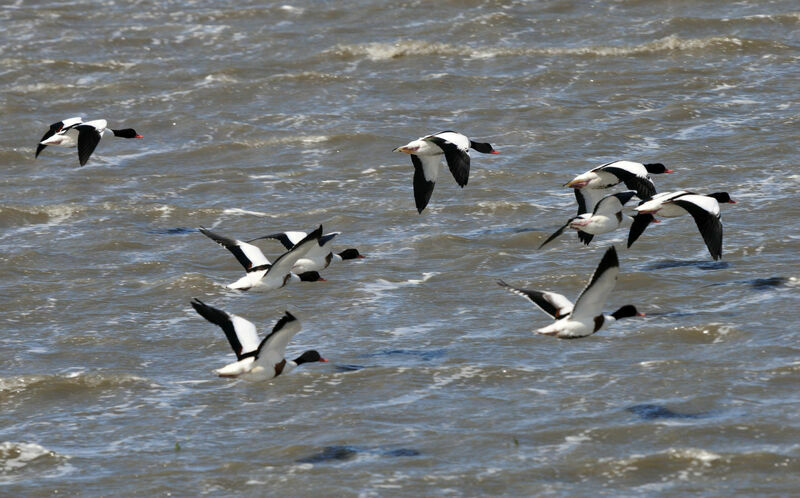 Common Shelduck