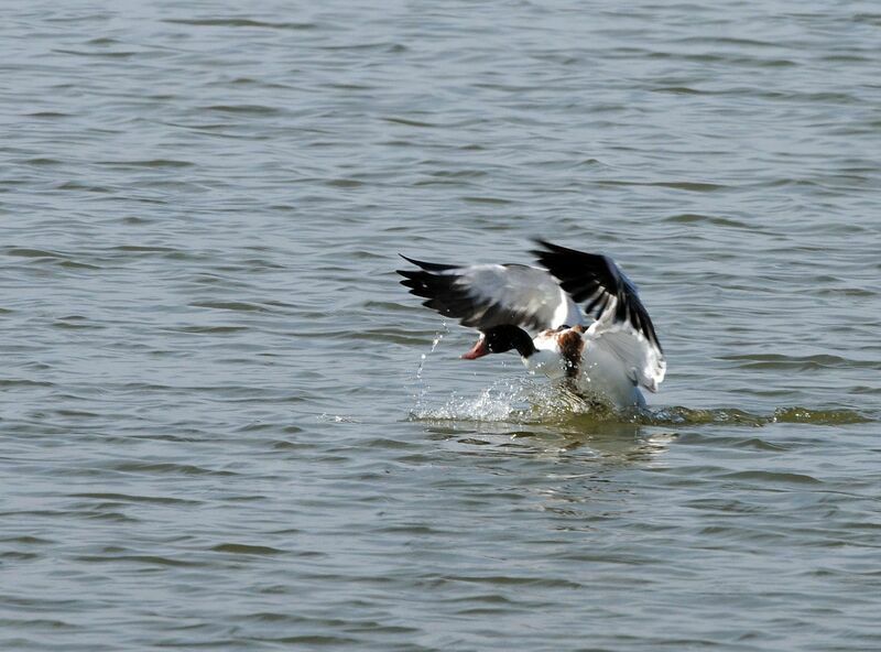 Common Shelduck