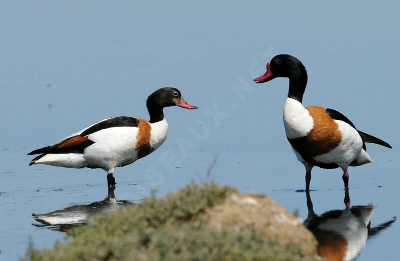 Common Shelduck adult breeding