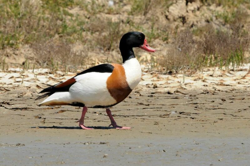 Common Shelduck male adult breeding