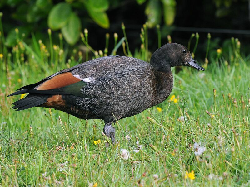 Paradise Shelduck