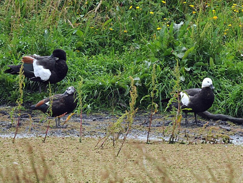 Paradise Shelduck