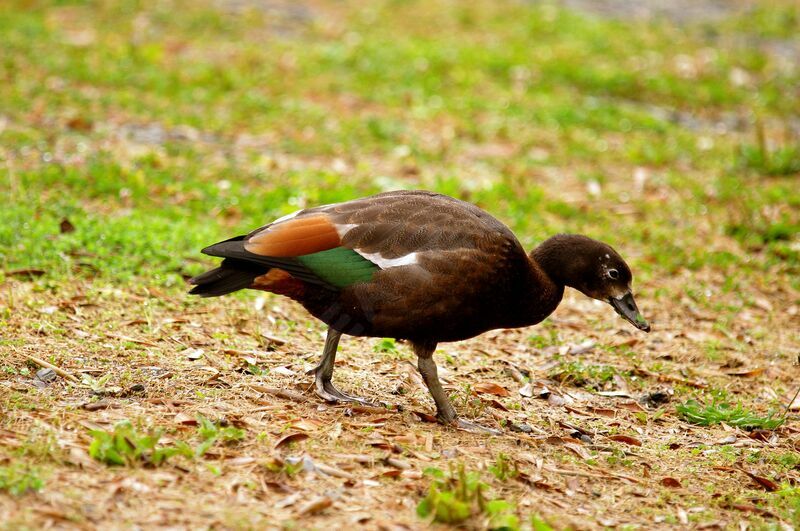 Paradise Shelduck