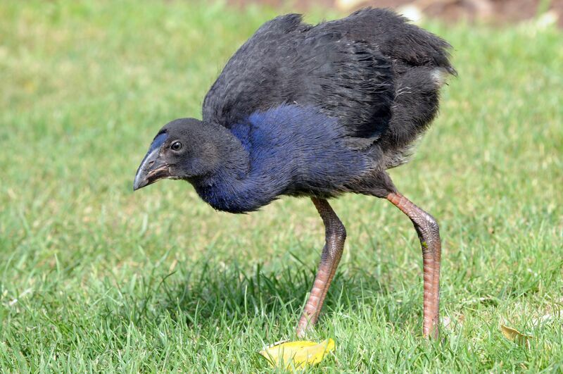 Australasian Swamphen