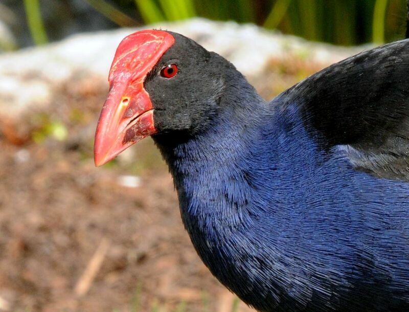 Australasian Swamphen