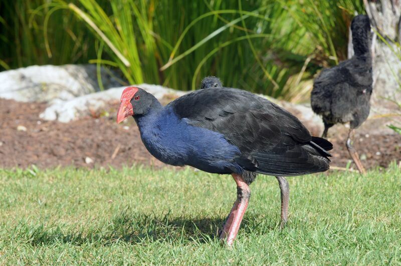 Australasian Swamphen