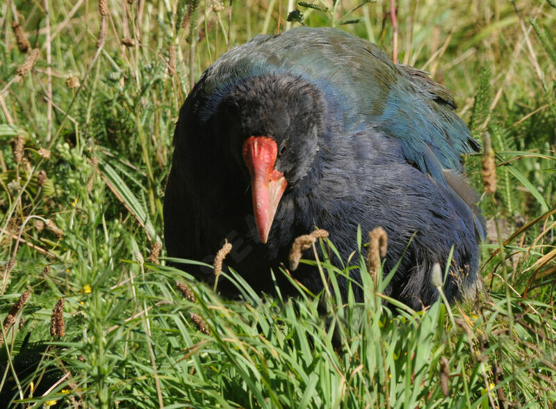 Talève takahé du Sud