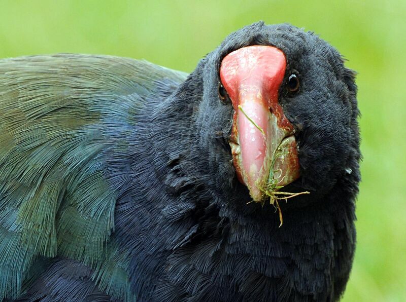 South Island Takahe