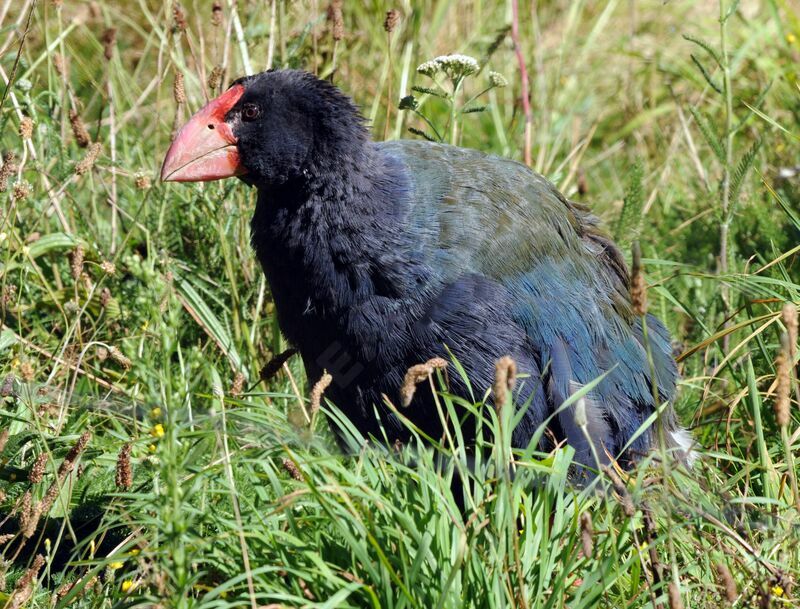 South Island Takahe