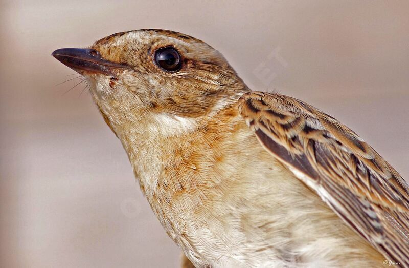 Whinchat