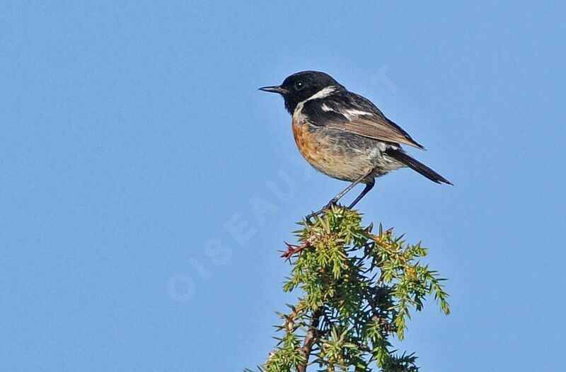 European Stonechat male adult breeding