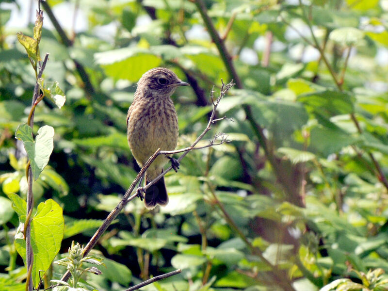 European Stonechatjuvenile