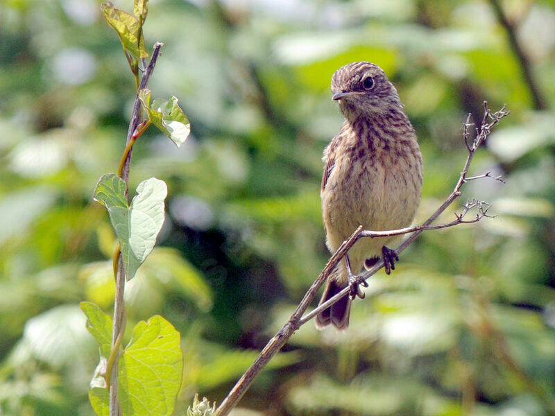 European Stonechatjuvenile