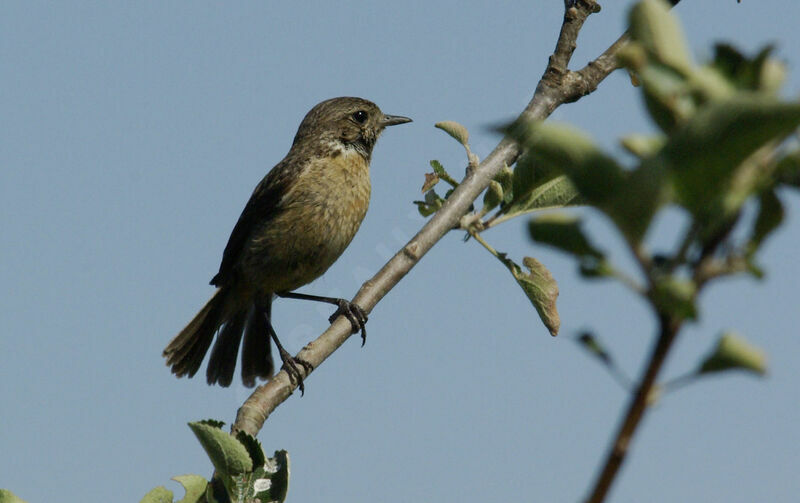 European Stonechat female adult breeding