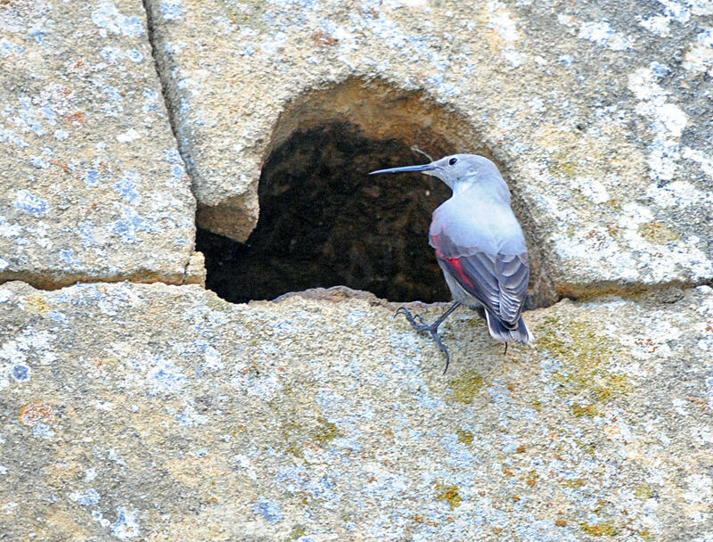 Wallcreeper