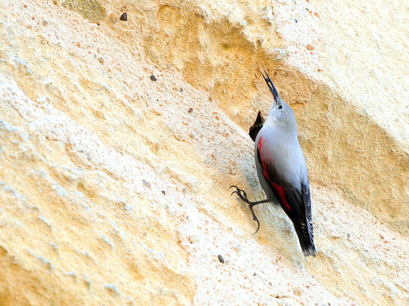 Wallcreeper