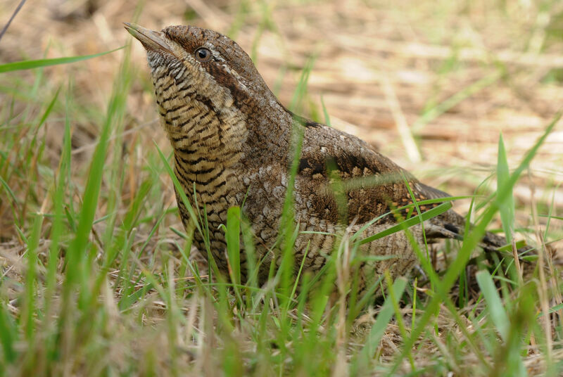 Eurasian Wryneckimmature