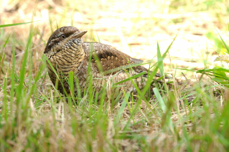 Torcol fourmilierimmature