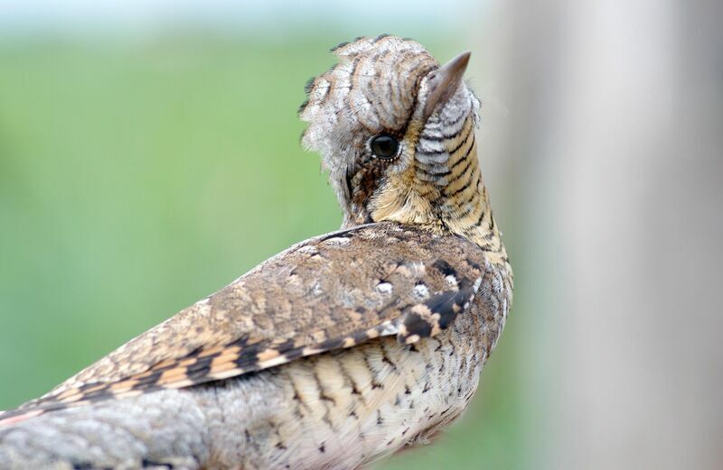 Eurasian Wryneck