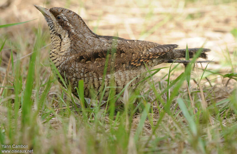 Torcol fourmilier1ère année, identification