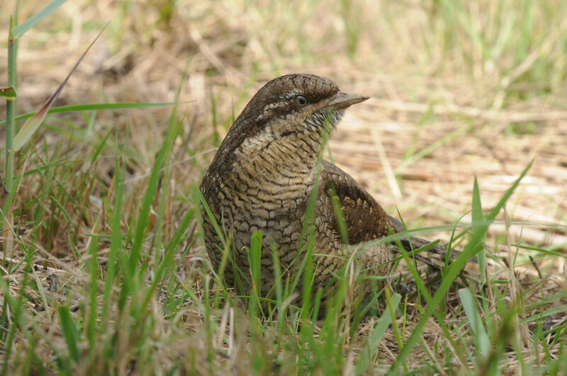 Torcol fourmilierimmature