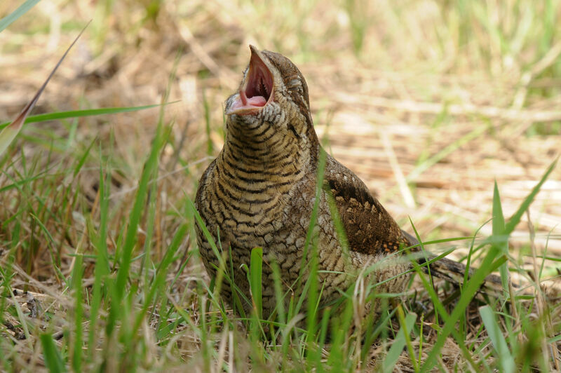 Torcol fourmilierimmature