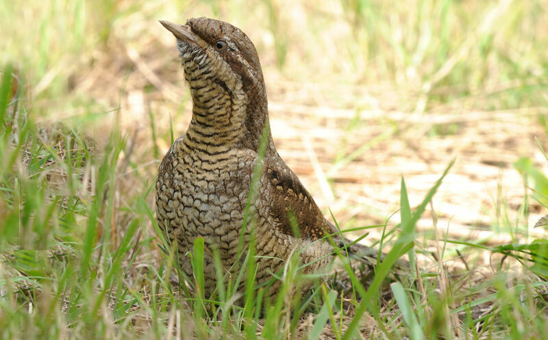 Eurasian Wryneck