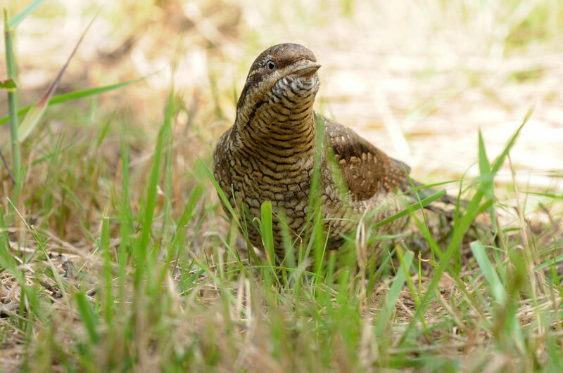 Eurasian Wryneck