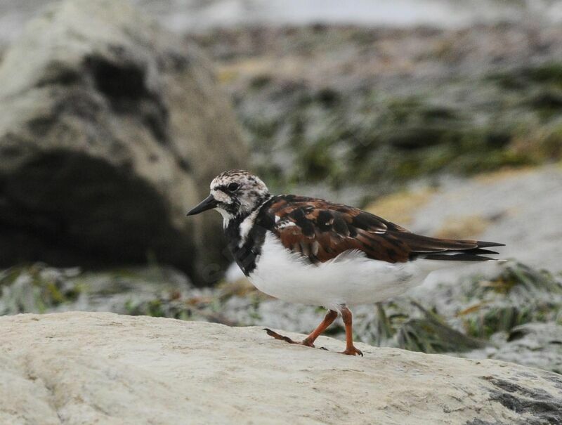 Ruddy Turnstone