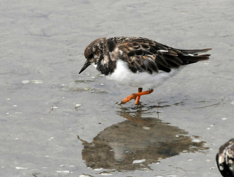 Ruddy Turnstone