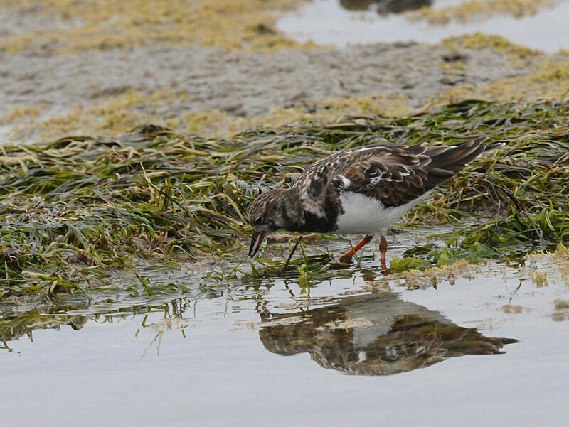 Ruddy Turnstone