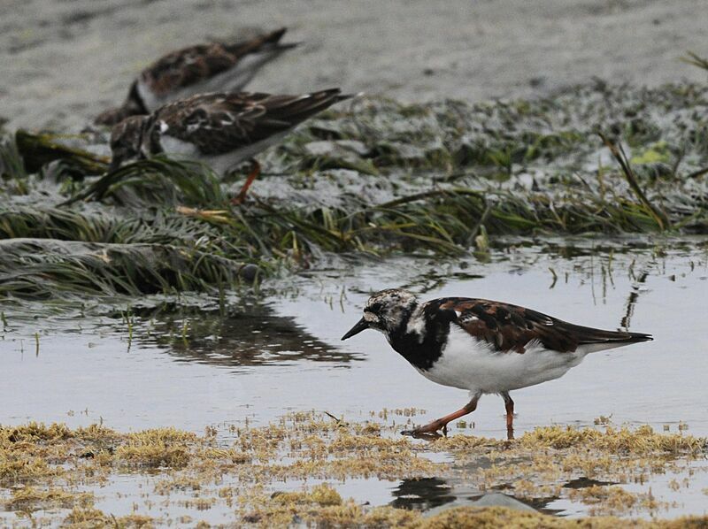 Ruddy Turnstone