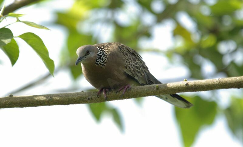 Spotted Dove