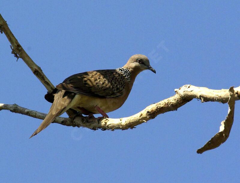 Spotted Dove