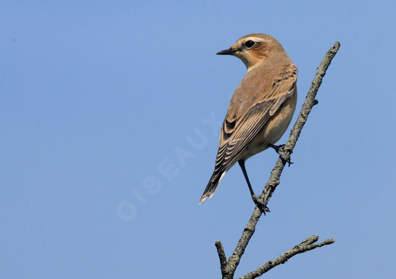 Northern Wheatear