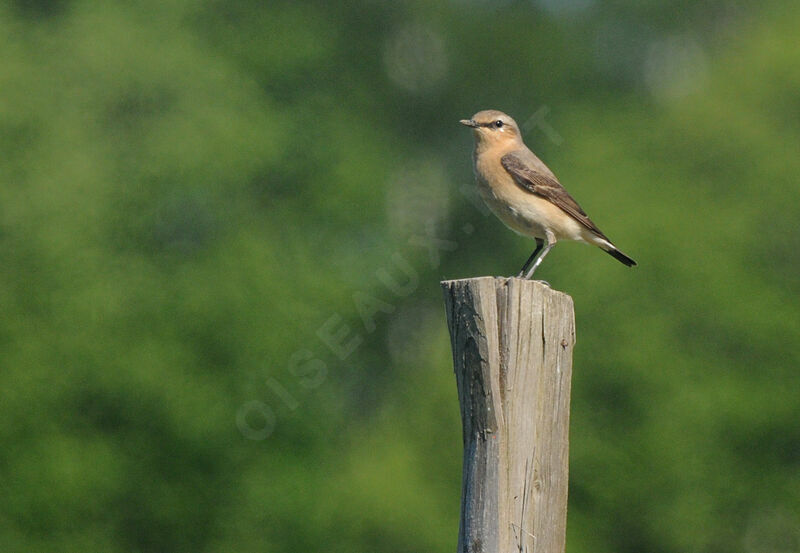 Northern Wheatear