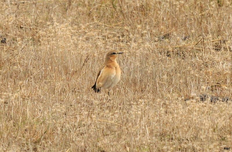 Northern Wheatear