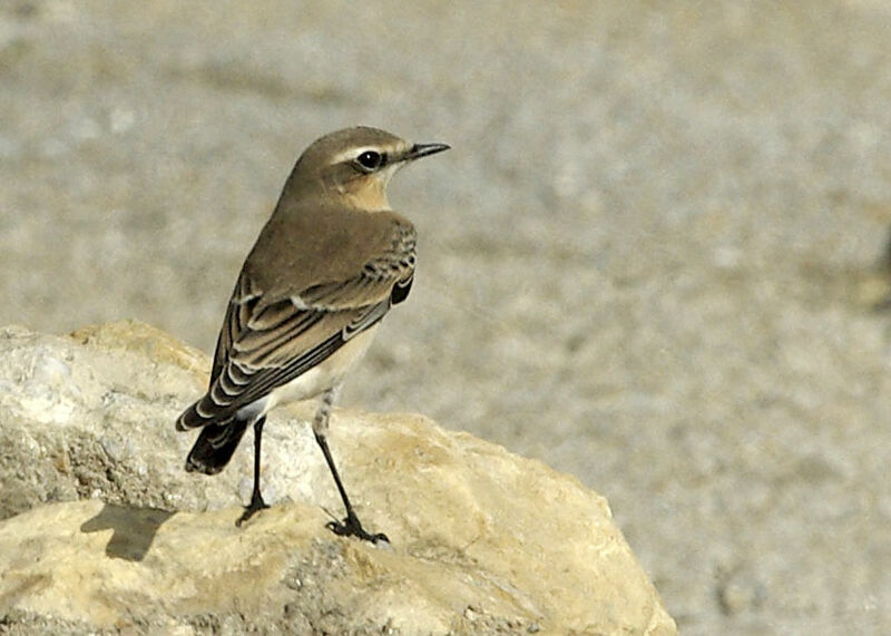 Northern Wheatearadult