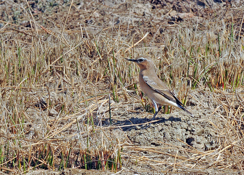 Northern Wheatear