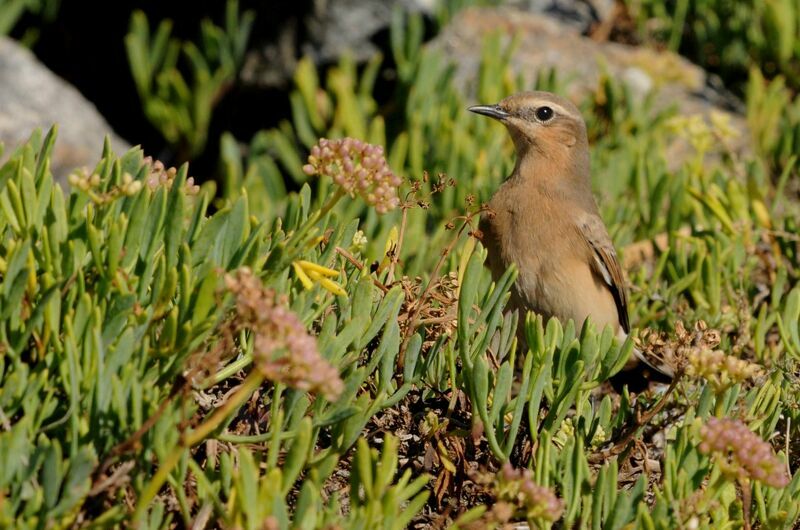 Northern Wheatear