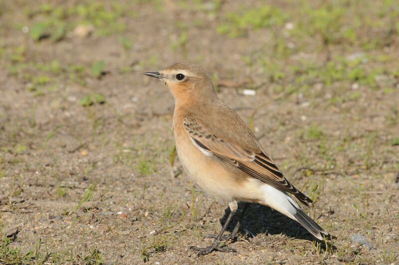 Northern Wheatear