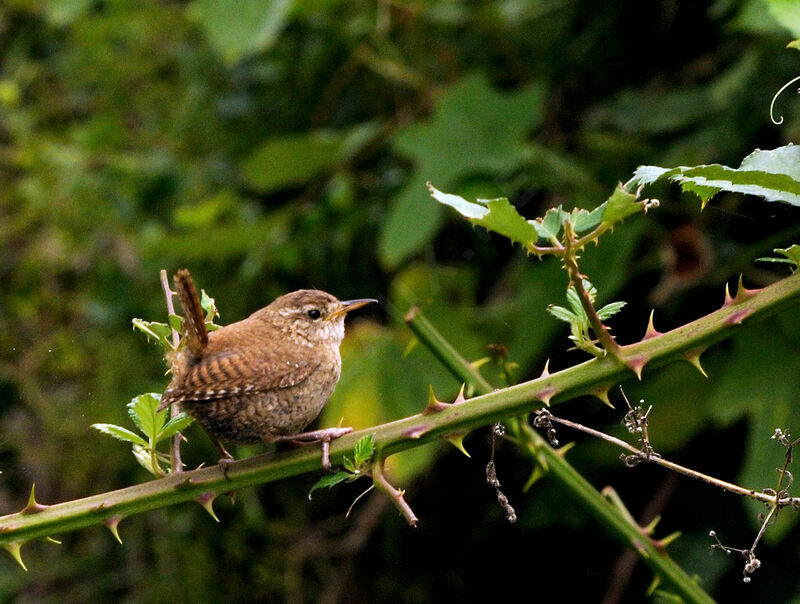 Eurasian Wrenadult breeding