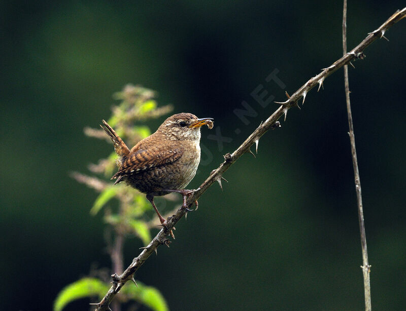 Eurasian Wrenadult breeding