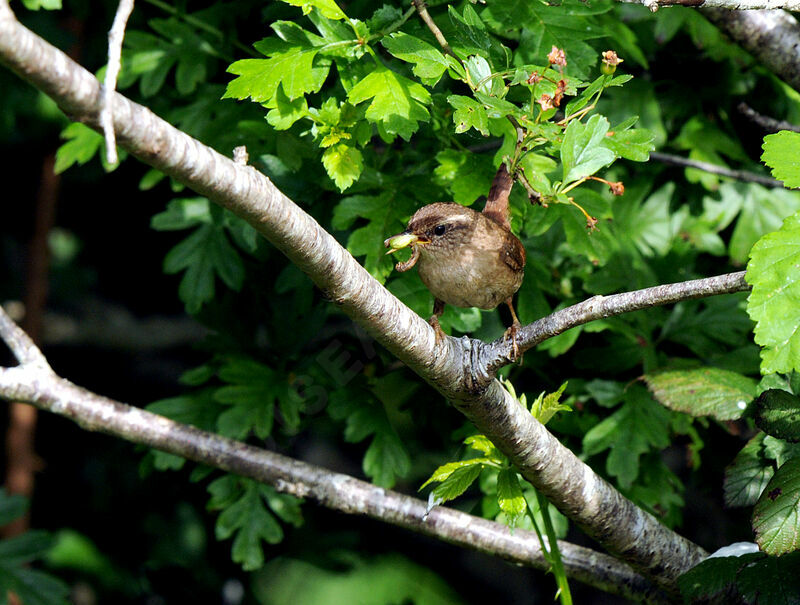 Eurasian Wrenadult breeding