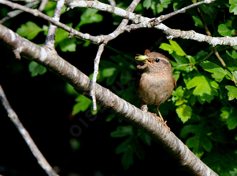 Eurasian Wrenadult breeding