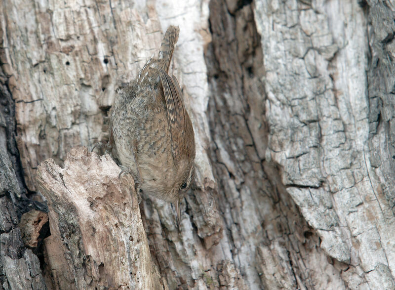 Troglodyte mignon